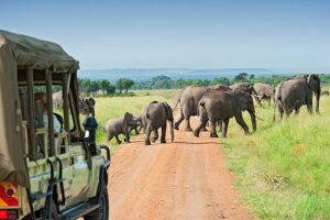 Read more about the article Best  Affordable World Kenya Safari Packages