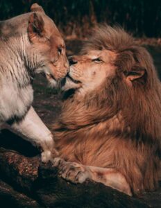 kenya safaris from nairobi, affordable kenya safari packages, kenya safari holiday packages, nairobi to mombasa safari tour, kenya safari tours from mombasa, natural world kenya safaris, kenya holiday safaris 2022