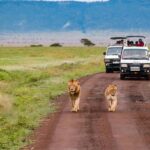 kenya safaris from nairobi, affordable kenya safari packages, kenya safari holiday packages, nairobi to mombasa safari tour, kenya safari tours from mombasa, natural world kenya safaris, kenya holiday safaris 2022
