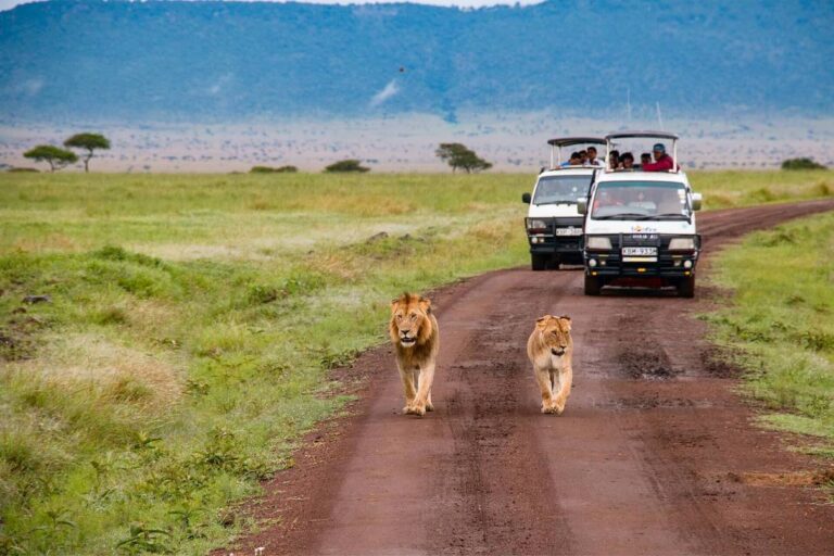 kenya safaris from nairobi, affordable kenya safari packages, kenya safari holiday packages, nairobi to mombasa safari tour, kenya safari tours from mombasa, natural world kenya safaris, kenya holiday safaris 2022