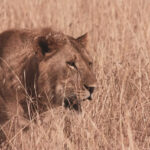 kenya safaris from nairobi, affordable kenya safari packages, kenya safari holiday packages, nairobi to mombasa safari tour, kenya safari tours from mombasa, natural world kenya safaris, kenya holiday safaris 2022