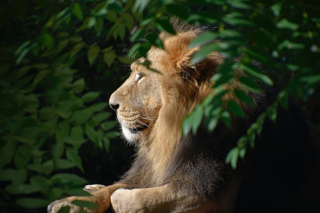 Photo by visionart.av: https://www.pexels.com/photo/lion-king-isolated-portrait-wildlife-animal-11630561/