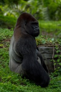 black ape